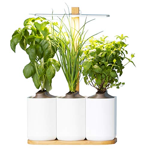 Lilo, der smarte Indoor-Kräutergarten