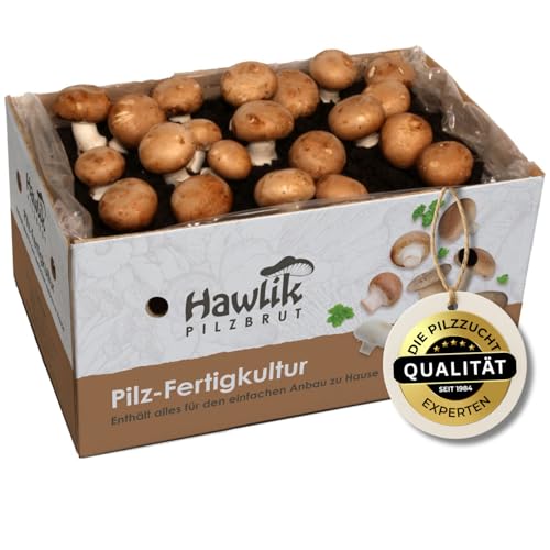 Steinchampignon Pilzkultur zum selber züchten