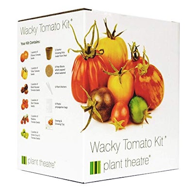 Plant Theatre Kit Wacky Tomatoes - 6 fantastischen Sorten zum Anbauen