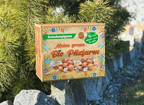 XXL Bio Steinchampignon 10 kg Komplettset - Pilze selber züchten